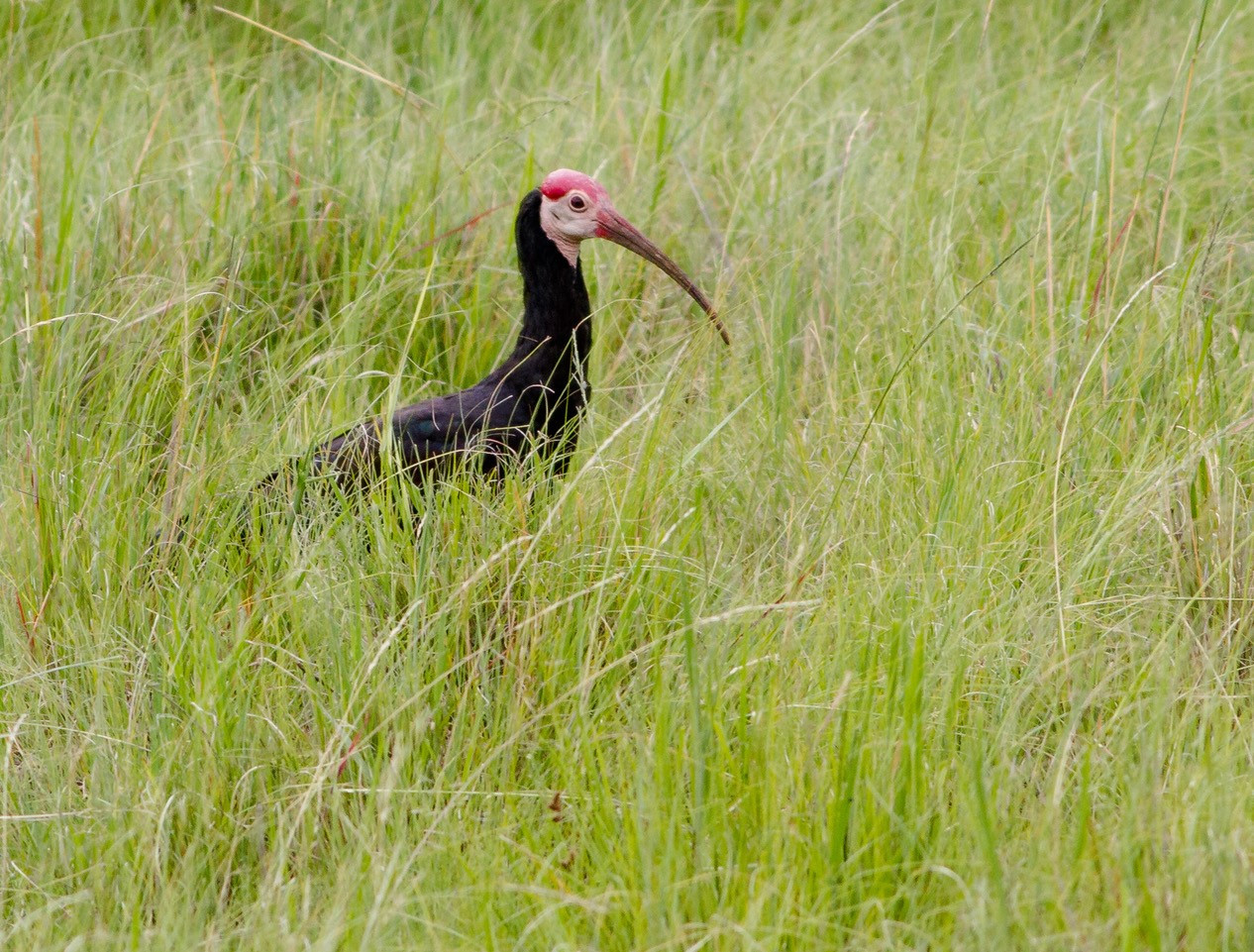 image Southern Bald Ibis